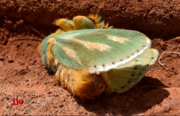 با مرگبارترین موجودات روی کره زمین آشنا شوید