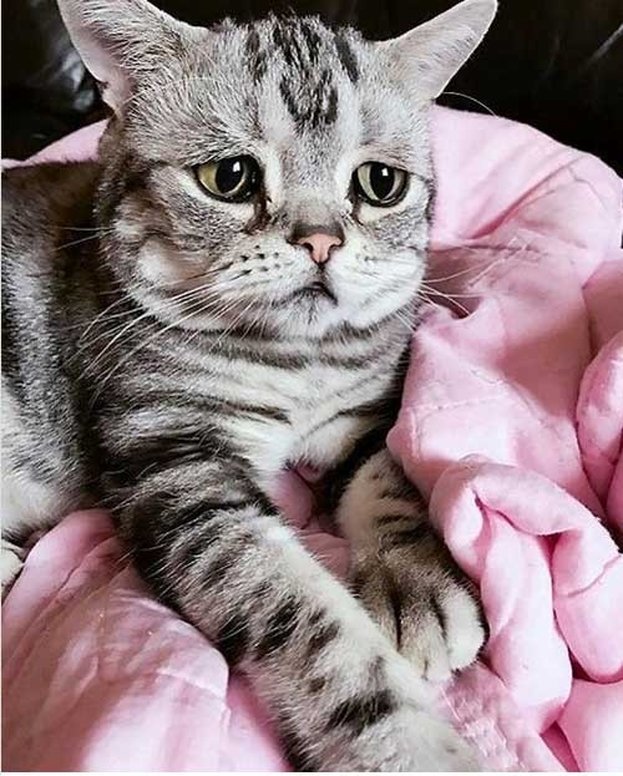 پر طرفدارترین گربه جهان با چهره غمگین