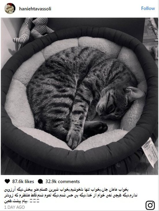 واکنش‌ها به سوگواری برای مرگ یک گربه!