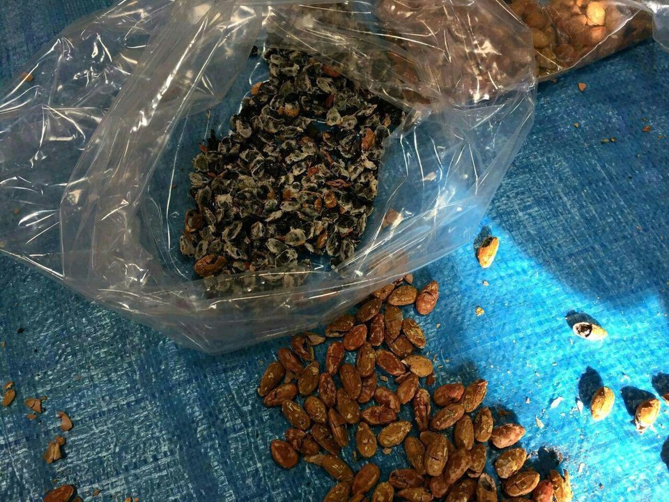 جاسازی تریاک به‌جای مغز تخمه ژاپنی!