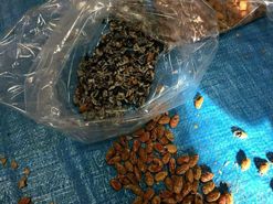 جاسازی تریاک به‌جای مغز تخمه ژاپنی!