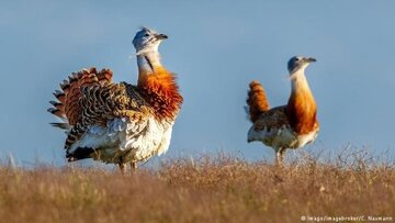 بزرگ‌ترین حیوانات دنیا