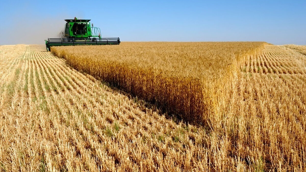 اعلام نرخ نهایی گندم ۲۷,۵۰۰ تومان؛ خطری برای امنیت غذایی در سال زراعی آتی