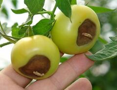 روش معجزه آسای افزایش سلامت گیاهان و کاهش بیماری های فیزیولوژیک در آنها