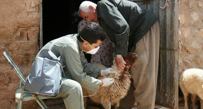 مهار بحران ضرر ۵ هزار میلیارد تومانی تب برفکی با واکسیناسیون جهادی؛ تلفات در اصفهان صفر شد