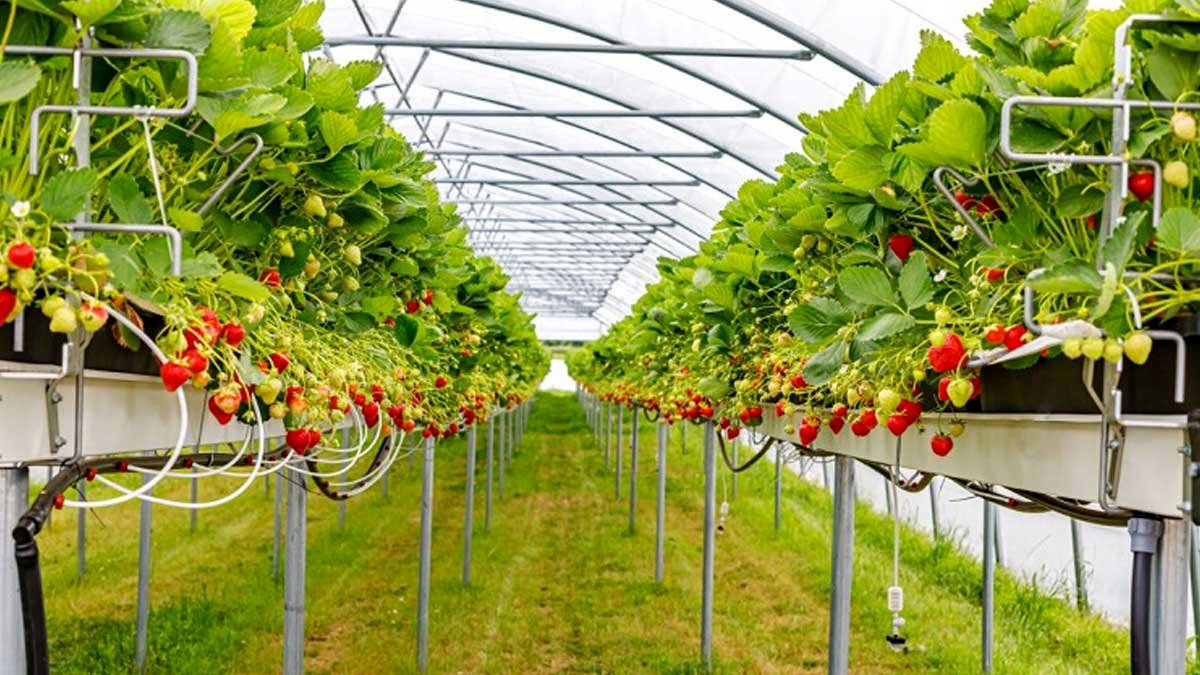جهش تولید در شهر گلخانه‌ها؛ فلاورجان تأمین‌کننده ۷۰ درصد توت‌فرنگی اصفهان شد