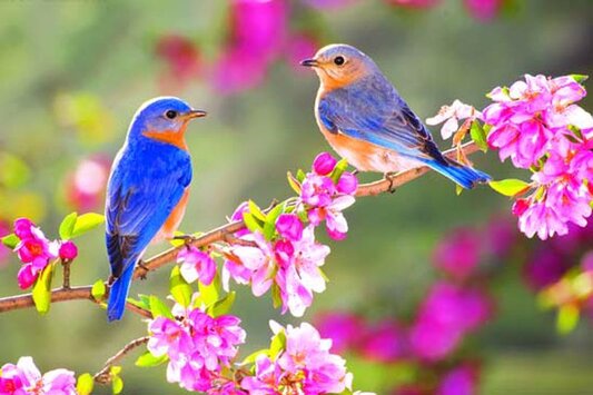 صدای پای بهار با همه خوشی‌ها و ناخوشی‌ها