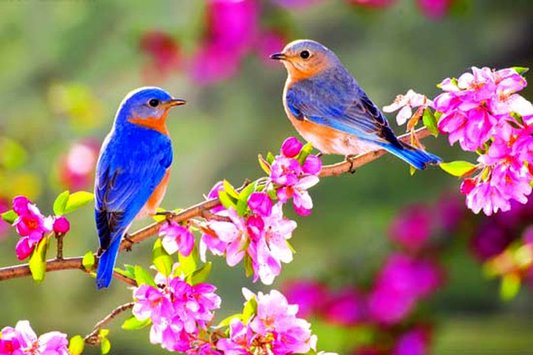 صدای پای بهار با همه خوشی‌ها و ناخوشی‌ها