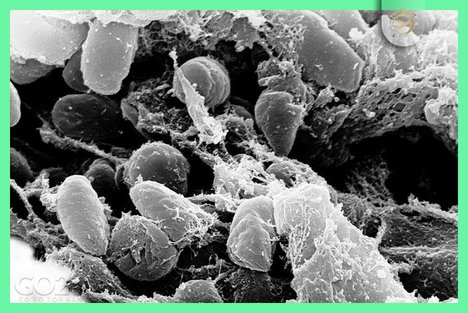 بیماری طاعون خیارکی چیست و چقدر خطرناک و کشنده است؟