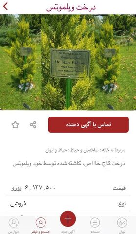آگهی فروش اینترنتی؛ حراج درخت ویلموتس برای پرداخت دستمزدش (عکس)