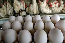 قیمت تخم مرغ دستوری تعیین می شود/حاشیه سودکم تولید راتهدید می کند