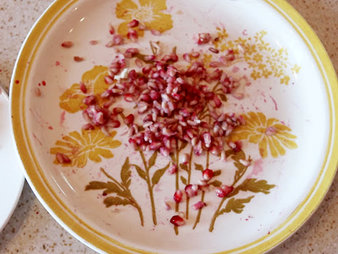 آموزش کاشت درخت انار و شرایط نگهداری از آن