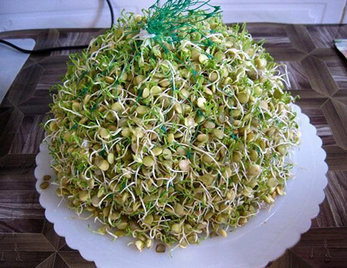 آموزش کاشت سبزه ی توپی