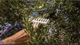 سرانه مصرف روغن زیتون ۲۰۰ گرم است/ خودکفایی در تولید روغن زیتون شدنی است