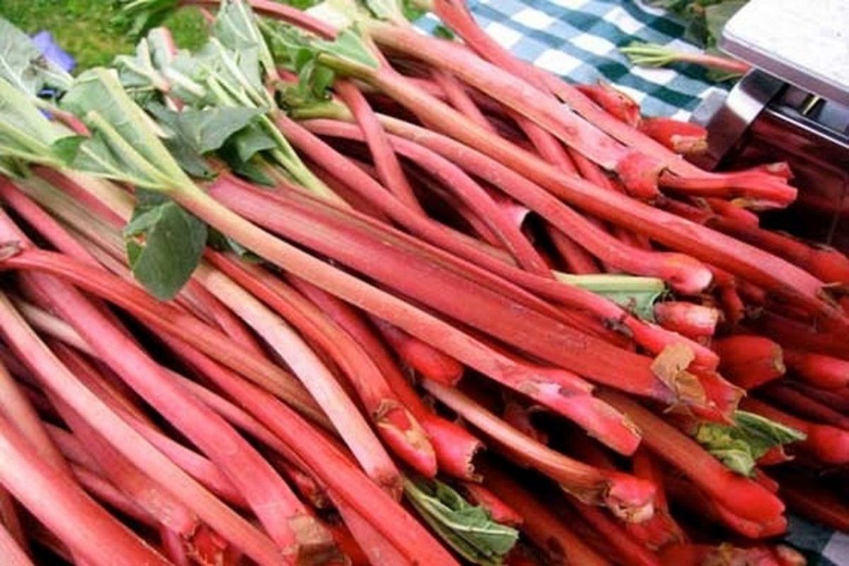 خواص شگفت انگیز گیاه بهاری «ریواس»