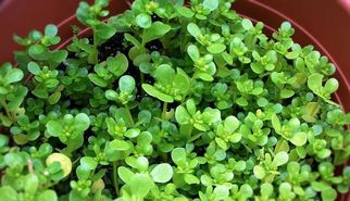 رفع تشنگی با مصرف گیاه خرفه در ماه مبارک رمضان