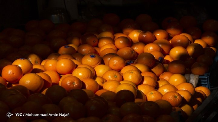 شادلو : سیب در سردخانه داریم اما اجازه صادرات نداریم