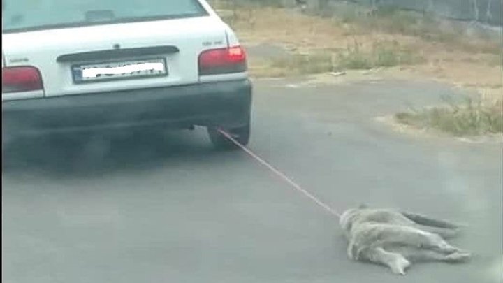 سکانسی تلخ از حیوان آزاری + فیلم