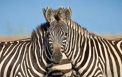 منتظمی: مجوز ورود گورخر آفریقایی کاملاً قانونی است/ قاچاق قانونی دروغ است