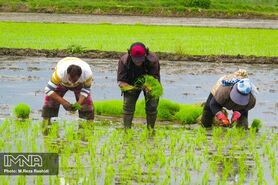 کشت برنج در اصفهان منع قانونی ندارد