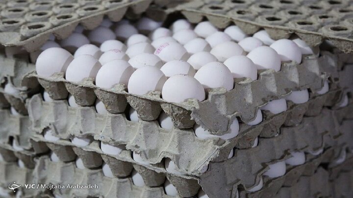 زیان ۷۰۰ تومانی مرغداران در فروش هر کیلو تخم مرغ