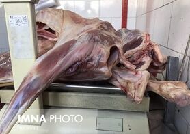 قیمت گوشت قرمز کاهش یافته است