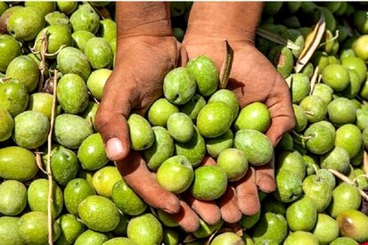 زمینه چینی برای واردات کنسرو زیتون/کاهش ۳۰۰درصدی تولید روغن زیتون