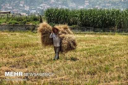 عدم نظارت؛دلیل گرانی برنج/درخواست از ۵استان برای عدم افزایش تولید