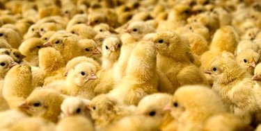 چرا قیمت جوجه یک روزه  افزایش یافت؟/ نرخ واقعی به زودی اعلام می شود