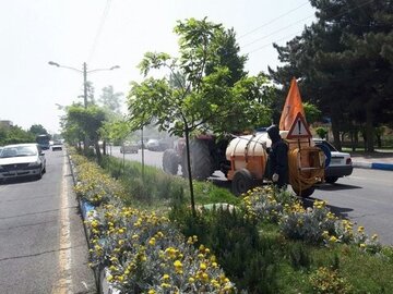 روند سمپاشی درختان شهر اصفهان