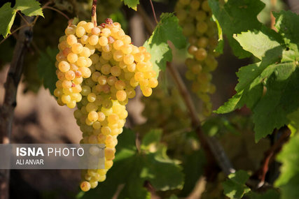 اندر فواید رژیم انگوری تابستان