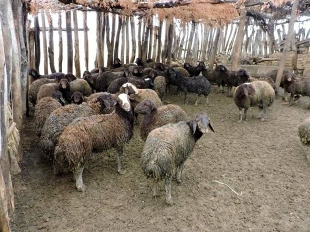 تاثیر ۵۰ تا ۶۰ درصدی تصمیمات وزارت کشاورزی در افزایش قیمت گوشت/ ۶ میلیون دام سبک مازاد داریم