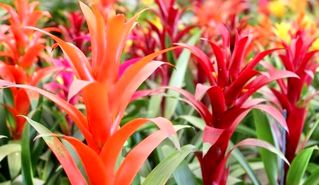 روش مراقبت از گیاه آپارتمانی ستاره سرخ