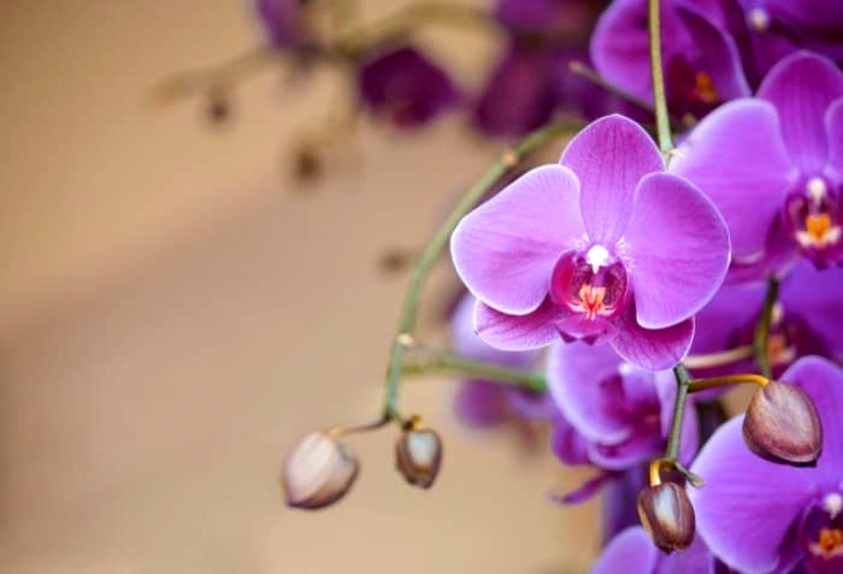 بهترین روش برای نگهداری گل ارکیده و پرورش آن