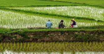 برنج ایرانی به چه قیمتی از کشاورز خریداری می‌شود؟