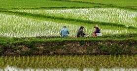 برنج ایرانی به چه قیمتی از کشاورز خریداری می‌شود؟