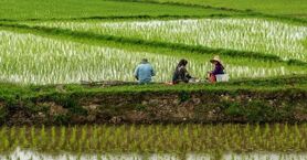 برنج ایرانی به چه قیمتی از کشاورز خریداری می‌شود؟