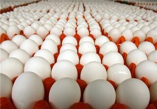 تخم مرغ چند؟