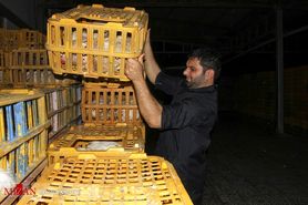 توزیع خارج از شبکه؛ علت کمبود مرغ/ انتقال مرغ از شهرستان‌ها به تهران برای گران‌فروشی!