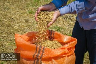 از افزایش هزینه‌های تولید تا ارز نیمایی