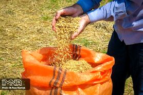 از افزایش هزینه‌های تولید تا ارز نیمایی