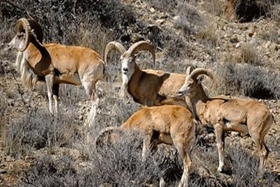 خشکسالی بیخ گوش حیات‌وحش اصفهان