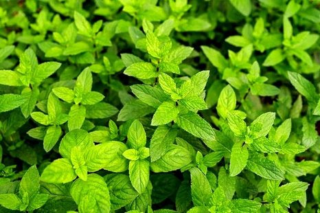 خواص دارویی و درمانی نعناع