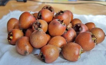 خواص و فواید میوه ازگیل