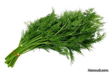 آموزش کاشت و نگهداری از شوید