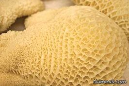 فواید و مضرات خوردن سیرابی و شیردان برای بدن