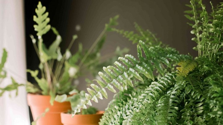 آموزش کاشت و نگهداری سرخس + فیلم