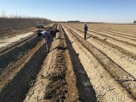 کاشت 72 هزار اصله نهال غیر مثمر در تصفیه خانه فاضلاب شهر ورزنه