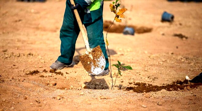 درخت بانی به‌جای درختکاری در اصفهان