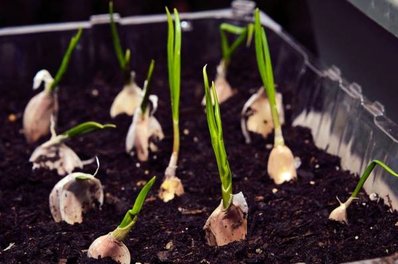 نحوه کاشت سیر در خانه